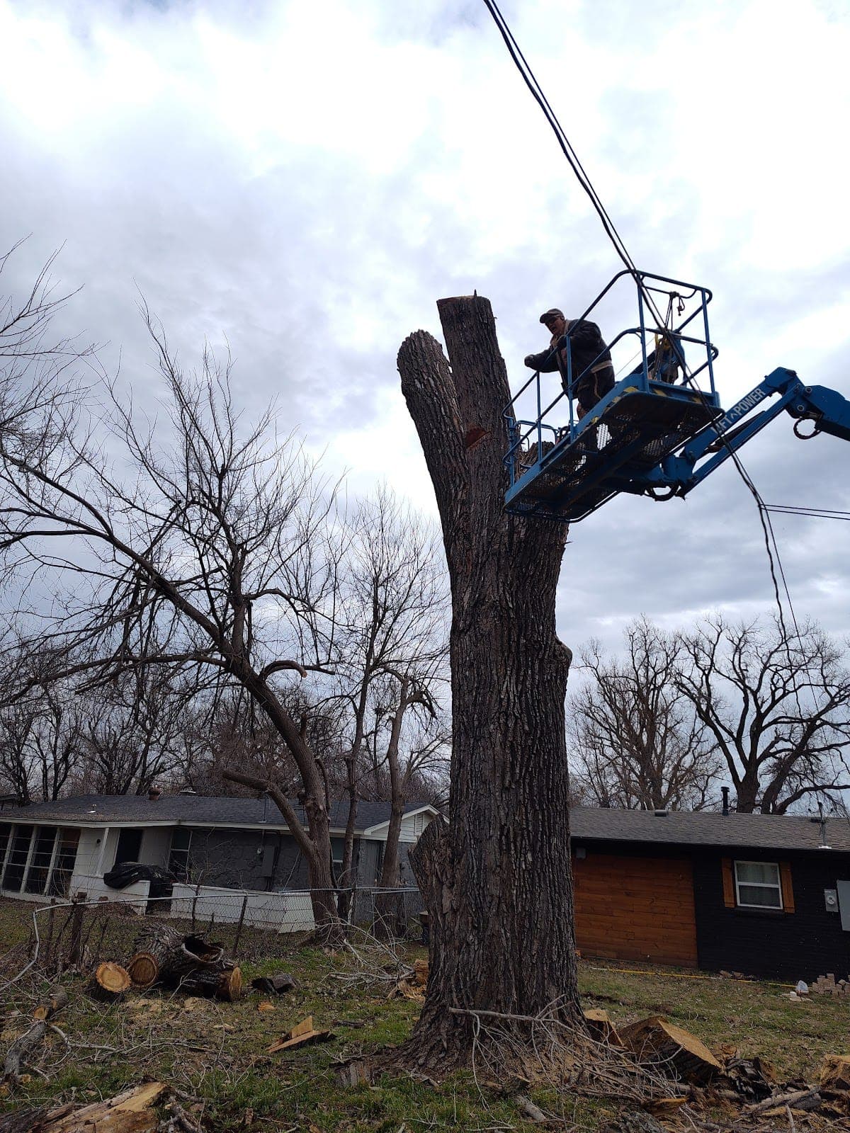 Bucket-truck tree removal in progress, large hardwood trunk being sectioned